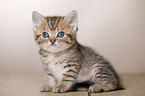 British Shorthair Kitten