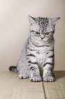 young British Shorthair