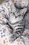 young British Shorthair