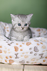 British Shorthair Kitten