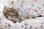 British Shorthair Kitten