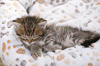 British Shorthair Kitten