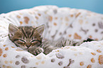 British Shorthair Kitten