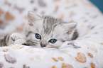 British Shorthair Kitten