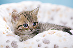 British Shorthair Kitten