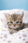 British Shorthair Kitten