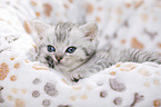 British Shorthair Kitten