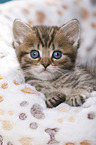 British Shorthair Kitten