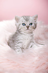 British Shorthair Kitten