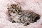 British Shorthair Kitten