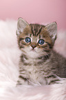 British Shorthair Kitten