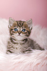 British Shorthair Kitten