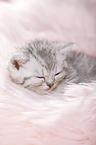 British Shorthair Kitten