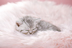 British Shorthair Kitten