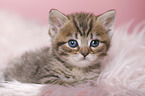 British Shorthair Kitten