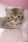 British Shorthair Kitten