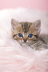 British Shorthair Kitten