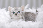 British Shorthair Kitten