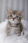 British Shorthair Kitten