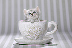 British Shorthair Kitten