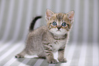 British Shorthair Kitten