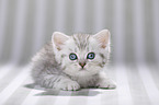 British Shorthair Kitten