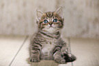 British Shorthair Kitten