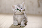 British Shorthair Kitten