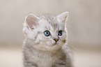 British Shorthair Kitten