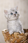 British Shorthair Kitten