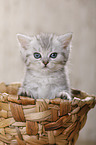 British Shorthair Kitten