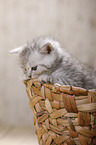 British Shorthair Kitten