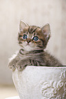 British Shorthair Kitten