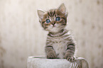 British Shorthair Kitten