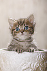 British Shorthair Kitten