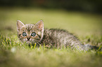 British Shorthair Kitten