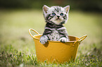 British Shorthair Kitten