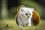 British Shorthair Kitten