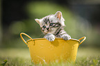 British Shorthair Kitten