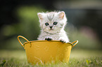 British Shorthair Kitten