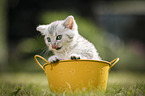 British Shorthair Kitten