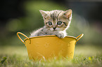 British Shorthair Kitten