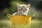 British Shorthair Kitten