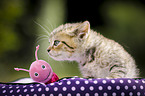 British Shorthair Kitten