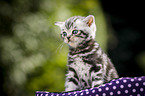 British Shorthair Kitten