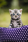 British Shorthair Kitten