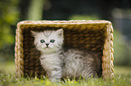 British Shorthair Kitten