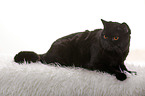 lying British Shorthair