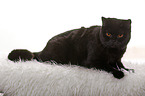 lying British Shorthair