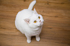 sitting British Shorthair